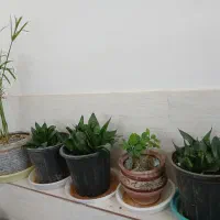 تعدادی گل