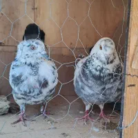 چند طوق|پرنده|تهران, مخصوص|دیوار