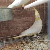 عروس هلندی|پرنده|اصفهان, کوی امیریه|دیوار