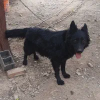 ژرمن شیپرد نروماده بلک وبلک فیس|سگ|تهران, مسعودیه|دیوار
