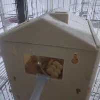 فنج نرگسی دو جفت یه جفت روتخم یه جفت اماده|پرنده|نظرآباد, نظرآباد|دیوار