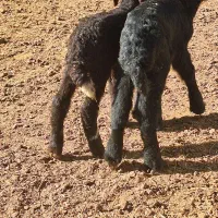 بره شیری افشاری وشال صدرصد دوقلوزا