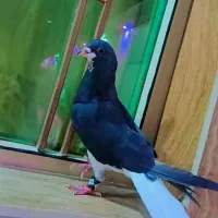 کبوترخوشرنگ سیاه|پرنده|کازرون, |دیوار