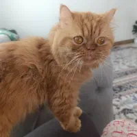 گربه پرشین بریتیش