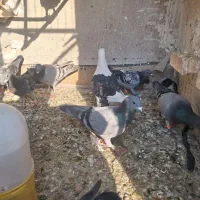 پلاکی|پرنده|اهواز, کوی ایثار|دیوار