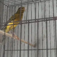 قناری نر بخون|پرنده|رشت, جانبازان|دیوار