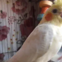 عروس هلندی (سه ماهه)