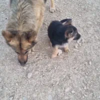 سگ ژرمن