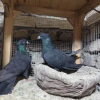 دمگیر غلاغ دولا