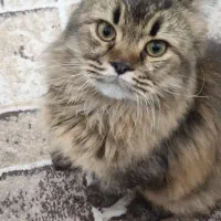 گربه بریتیش شناسنامه دار