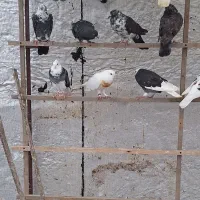 کبوتر کفتر پرشی