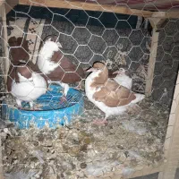 کفتر|پرنده|مشهد, انصار|دیوار