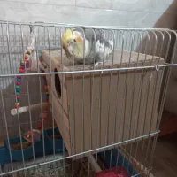 فروش عروس هلندی