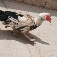 اردک|پرنده|اهواز, شهرک نفت|دیوار