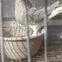 کبوتر زینتی تزئینی لاهوری الماسی|پرنده|اصفهان, سرشبادران|دیوار