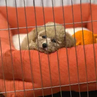 توی پودل ۸۰ روزه|سگ|فردیس, طالقانی|دیوار