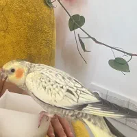 عروس هلندی دستی