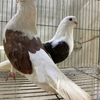 پشتار داوادا