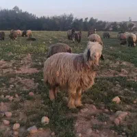 کاوه ورونی لونی