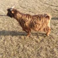 چهارعدد بز یکی سانن اصل نژاددار سه تا محلی|حیوانات مزرعه|قشلاق دشت, |دیوار