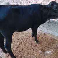 گاو|حیوانات مزرعه|ایرانشهر, |دیوار