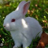 واگذاری رایگان خرگوش