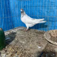 کفتر|پرنده|کاشان, پشت شهربانی|دیوار