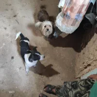 دو عدد سگ پا کوتاه