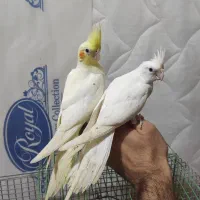 جوجه عروس هلندی خورموج|پرنده|خورموج, |دیوار