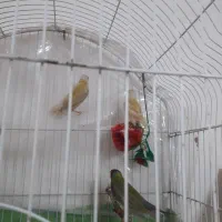 پرنده|پرنده|میاندوآب, |دیوار