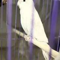 فروش طوطی هلندی