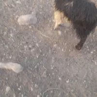 بزهل هم داشت هم کشت|حیوانات مزرعه|لالی, |دیوار