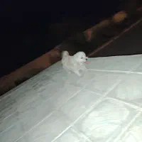 با تحویلش 10 میلیون تومان دریافت کنید