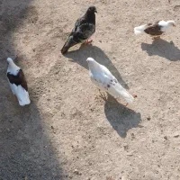 کبوتر گم شده