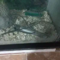 آکواریوم یک متری|ماهی|تربت‌حیدریه, قاسم آباد|دیوار