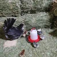 تخم مرغ،جوجه و مرغ و خروس گلین،کبوتر قدیمی