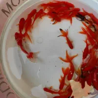 ماهی قرمز و گلدفیش|ماهی|اصفهان, پوریای ولی|دیوار