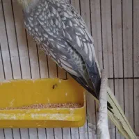 جفت عروس هلندی مولد با کیفیت|پرنده|اردبیل, |دیوار