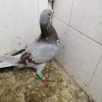 گمشده|حیوانات|سبزوار, توحیدشهر|دیوار