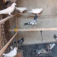 کبوترپرشی ساعت بالا قلعه قاضی محله ابوذر|پرنده|قلعه قاضی, |دیوار