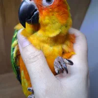 طوطی خورشیدی