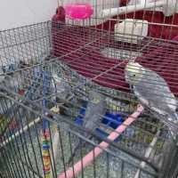 عروس هلندی|پرنده|قم, سید معصوم|دیوار