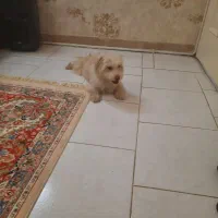 سگ شیتزو