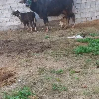 گاومیش گوساله ماده شیری|حیوانات مزرعه|اهواز, دغاغله|دیوار