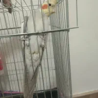 عروس هلندی نر
