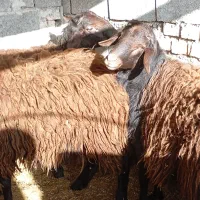 گوسفند/قوچ