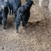 کهره سبک|حیوانات مزرعه|بهبهان, |دیوار