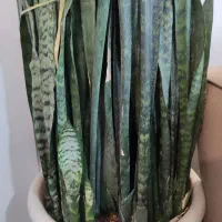 گل شمشیری سانسوریا