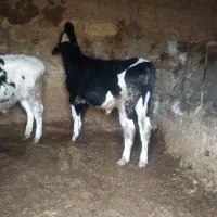 گاو.گوساله نر|حیوانات مزرعه|شیروان (خراسان), |دیوار