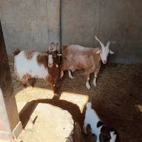 بز چاق جوون‌